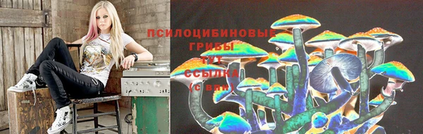 стаф Алзамай